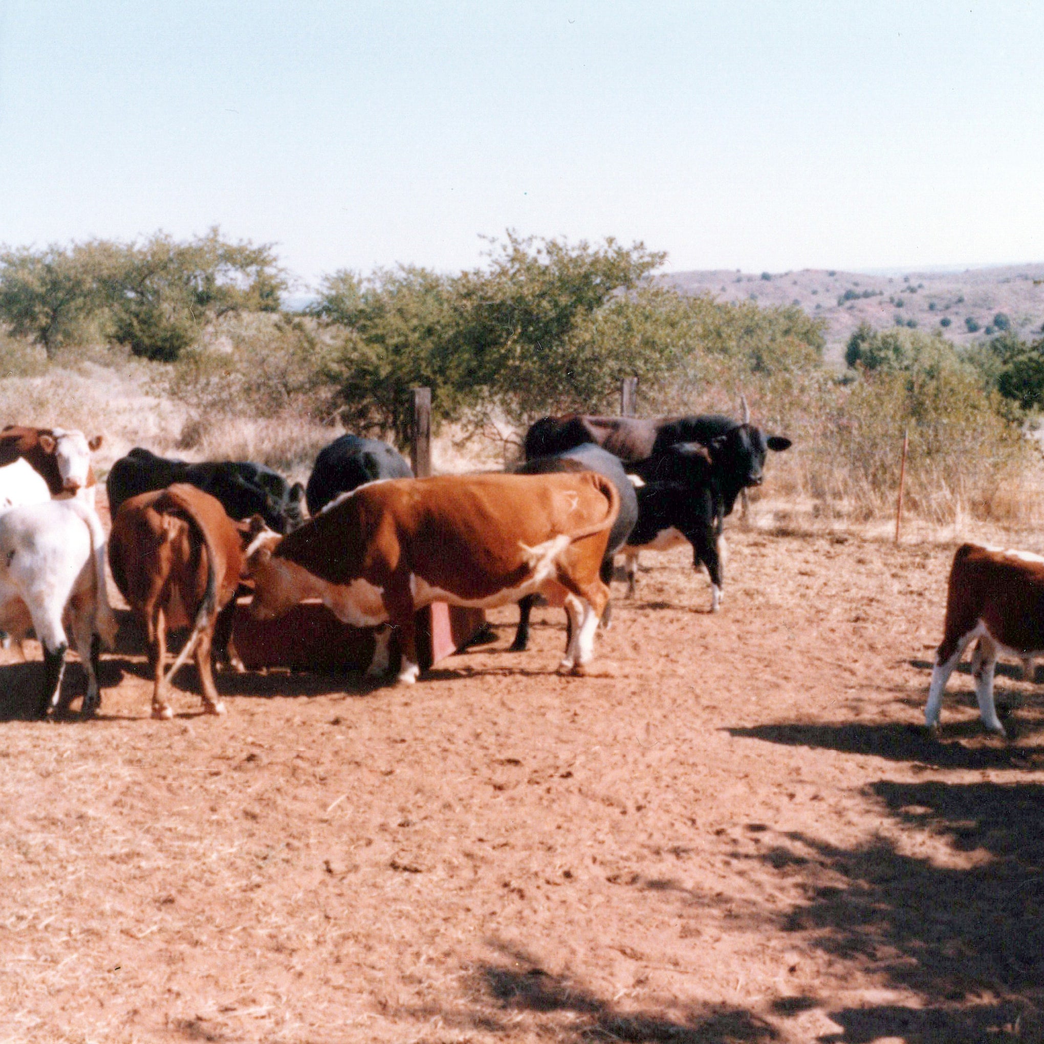 Didier Ranch History