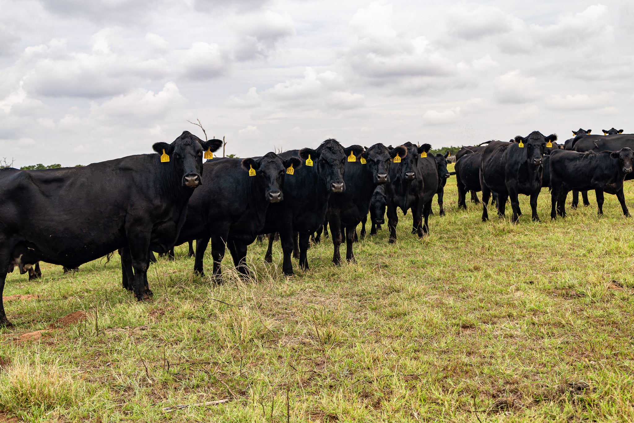 From Pasture to Plate: Discover Our Commitment to Ethical Ranching and ...